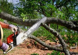 Professional Tree Services in Berry College, GA