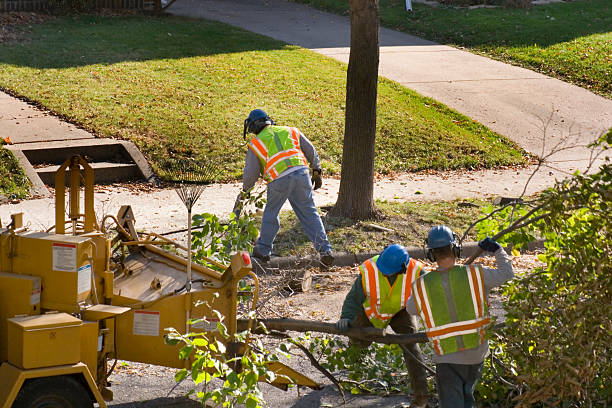 How Our Tree Care Process Works  in  Berry College, GA